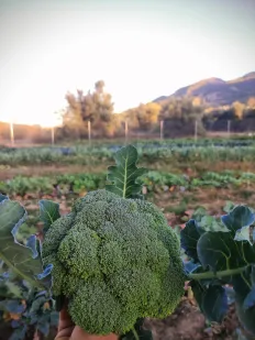 Brócoli 2