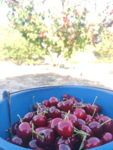 Cereza 2