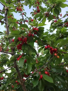 Cereza