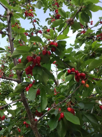 Cereza