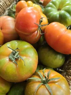 Tomate Raff