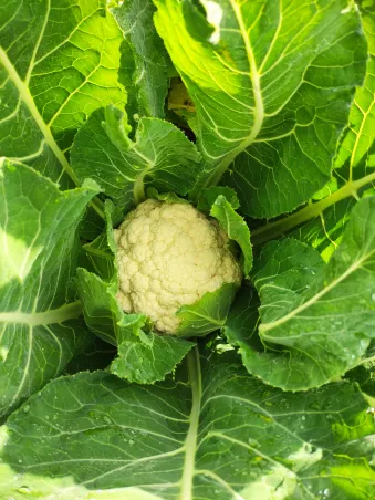 Coliflor
