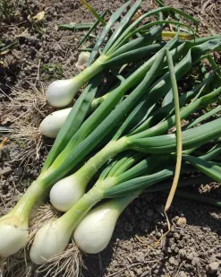 Cebolla tierna