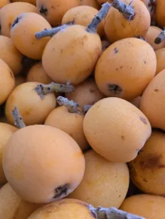 Nísperos