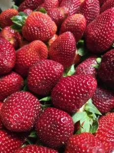 Fresas