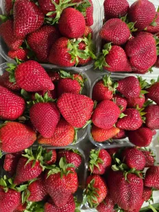 Fresas 2