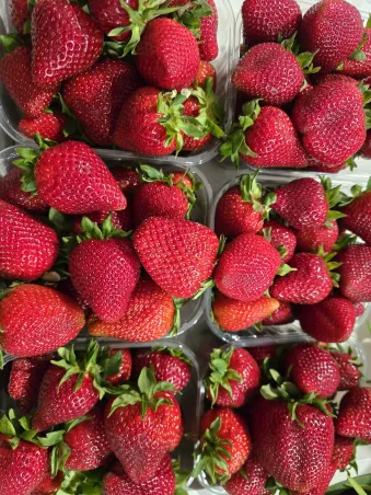 Fresas