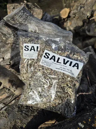 Salvia