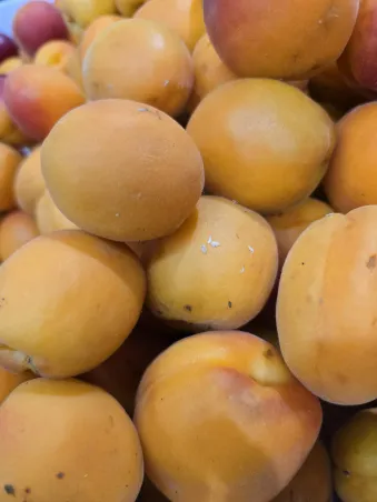 Albaricoques
