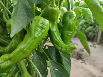 Pimiento italiano 2