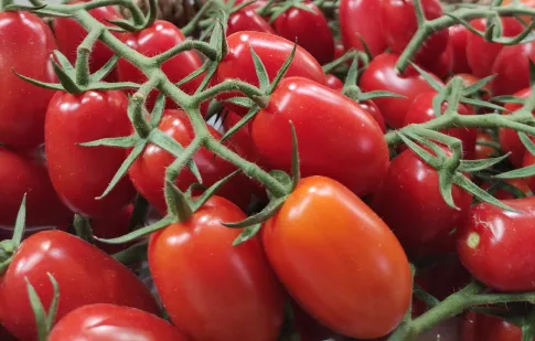 Tomate cherry