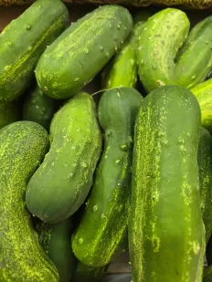 Pepino del terreno 2