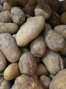 Patata "Agria"