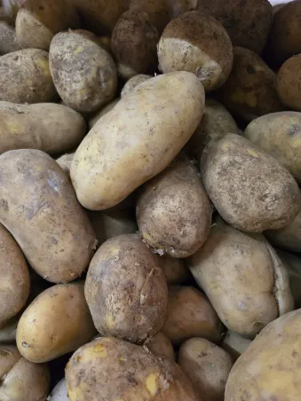 Patata "Agria"