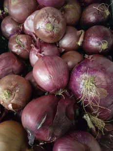 Cebolla morada
