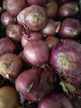 Cebolla morada