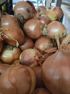 Cebolla seca