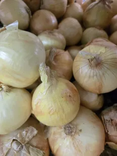Cebolla dulce