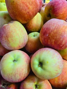Manzana Delicia