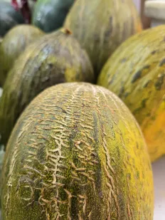Melon