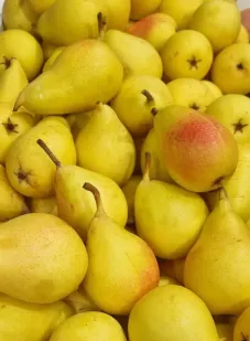 Pera ercolina