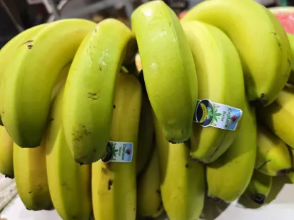 Plátano de Canarias