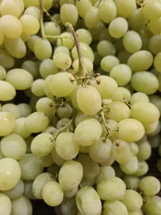 Uva blanca sin pepitas