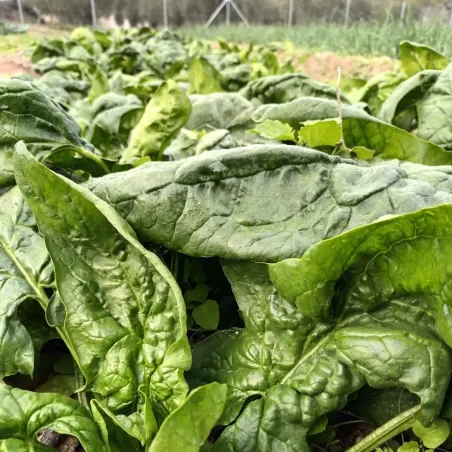 Espinacas