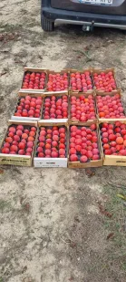 Caquis (blandos)