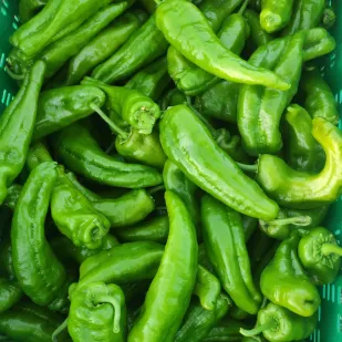 Pimiento italiano