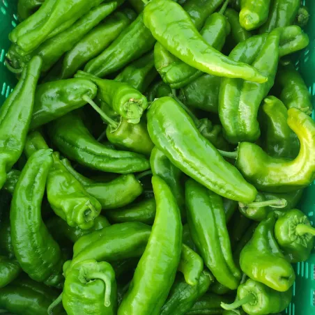 Pimiento italiano
