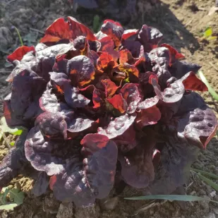 Lechuga