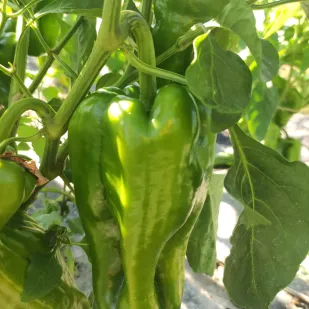 Pimiento verde
