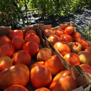Tomate