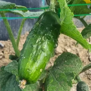 Pepino
