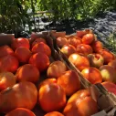 copia de Tomate