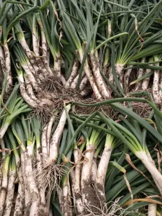 Calçots