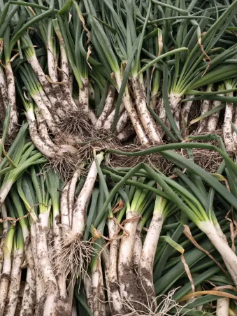 Calçots