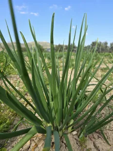 Calçots 2