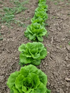 Lechuga romana 2