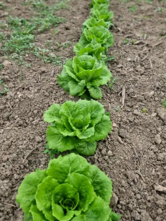 Lechuga romana