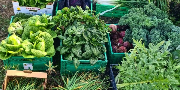Bienvenidos a Nuestra Huerta: Del Campo a Tu Mesa